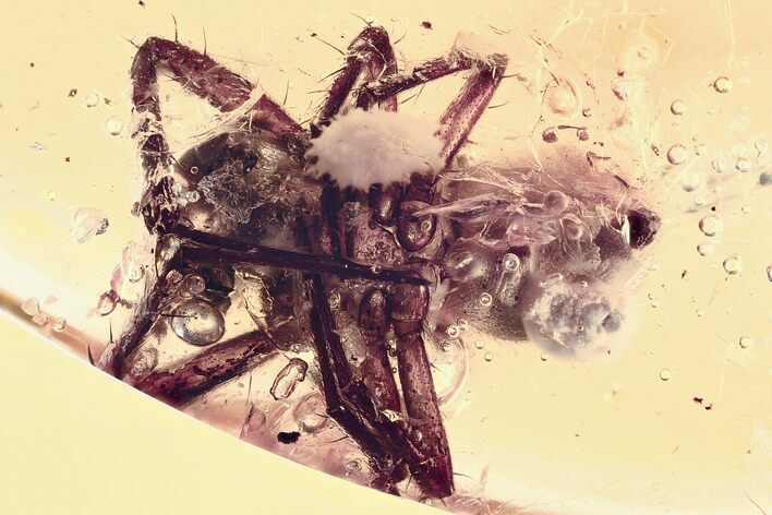 Detailed Fossil Spider (Araneae) In Baltic Amber #352953